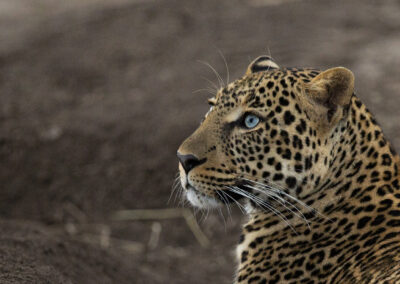 Maasi Mara Blue Eyed Leopard
