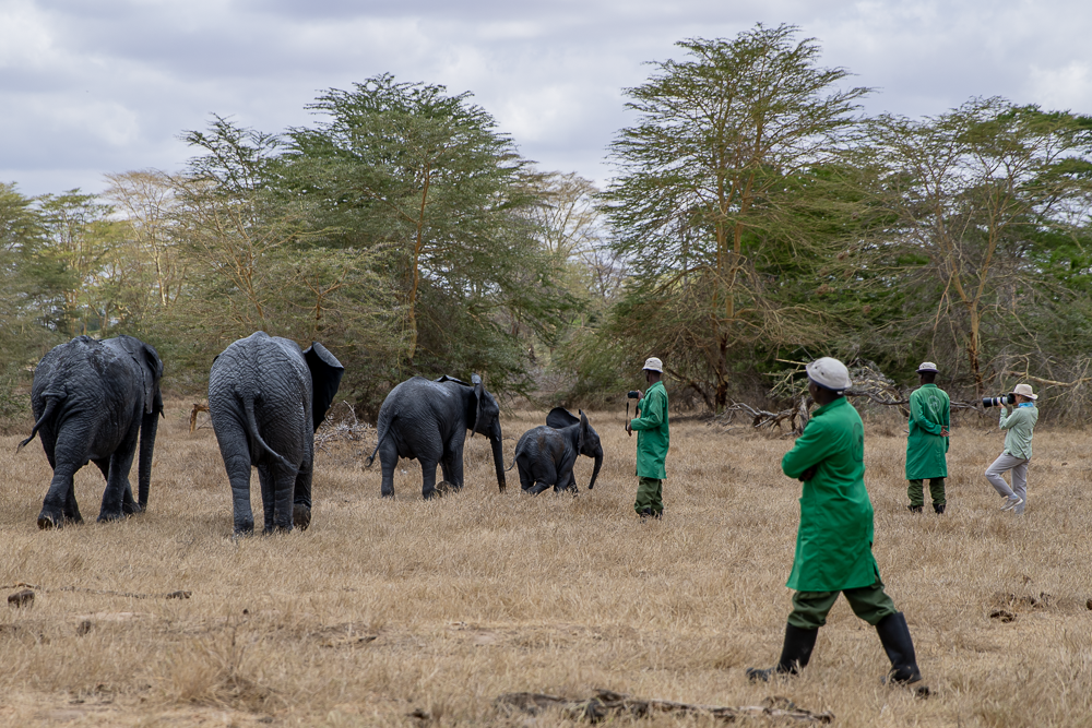 David Sheldrick ellies