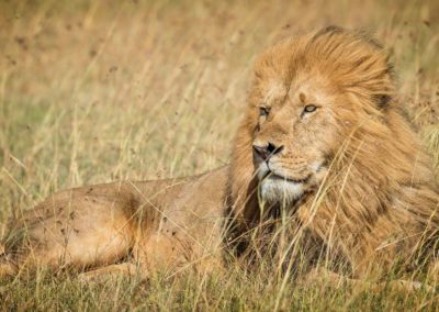Maasi Mara Male Lion