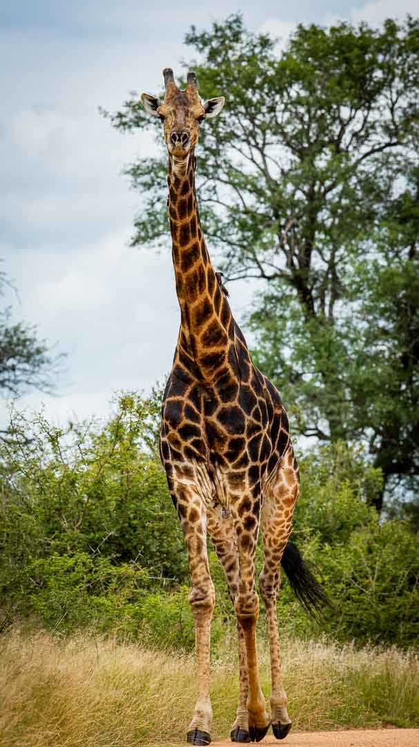 Giraffe male dark